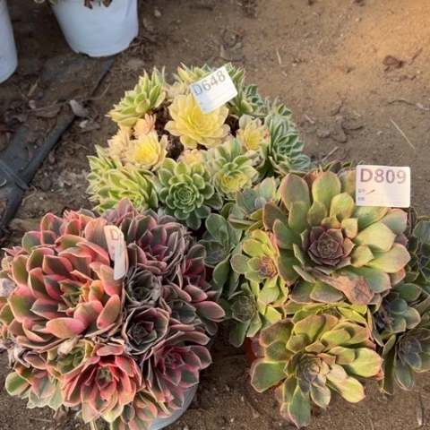 多肉植物一粒沙女妖香槟