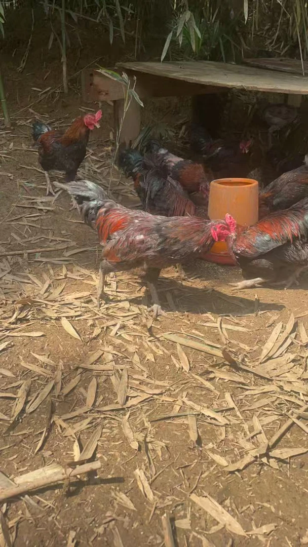 活鸡现发贵州竹林跑山鸡农村散养公鸡本地散养不喂饲料现称现发