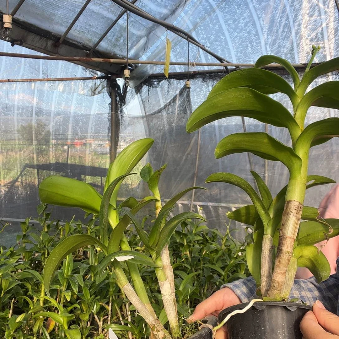 当前无花朵，栽培后可花朵6398