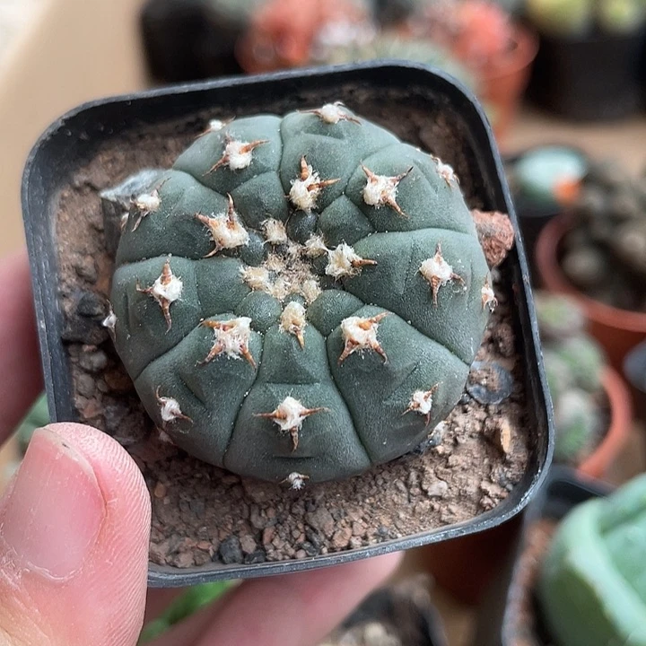 当前无花栽培后可以开花105仙人球开花植物