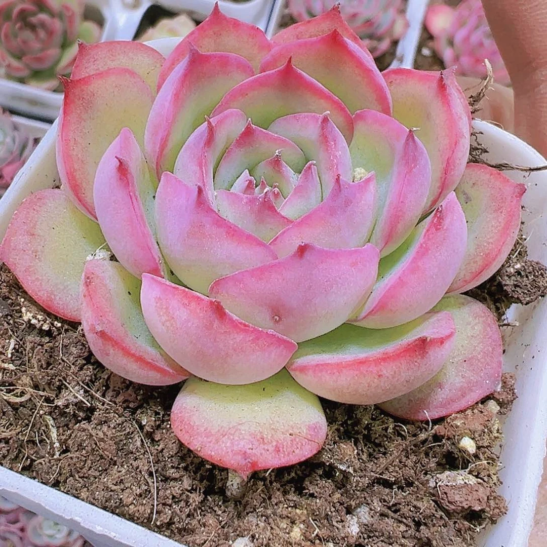 超美侧影19包邮多肉