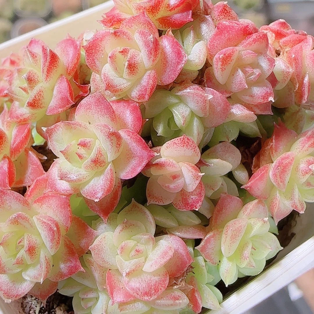 花语逸镜1119-115女王散