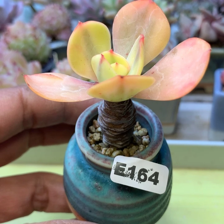 E164一物一拍带盆发