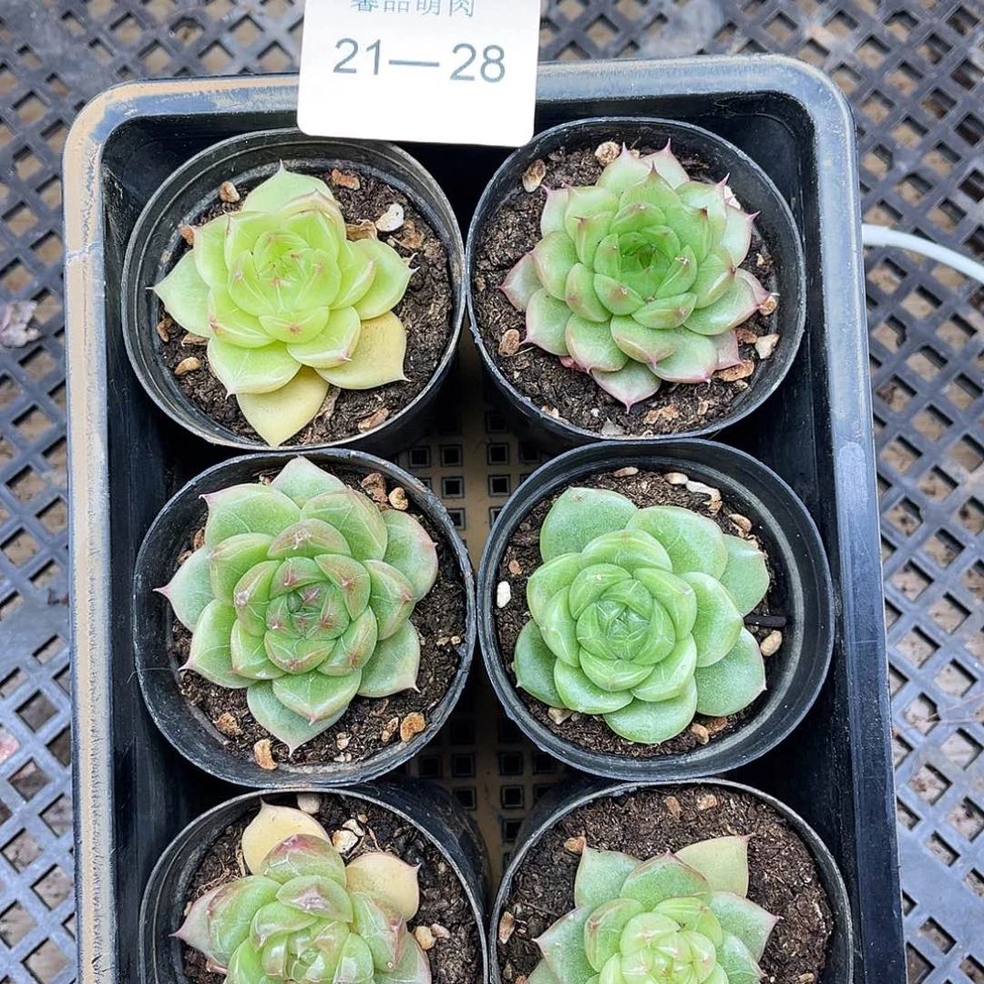 陈***林多肉一物一拍21-28