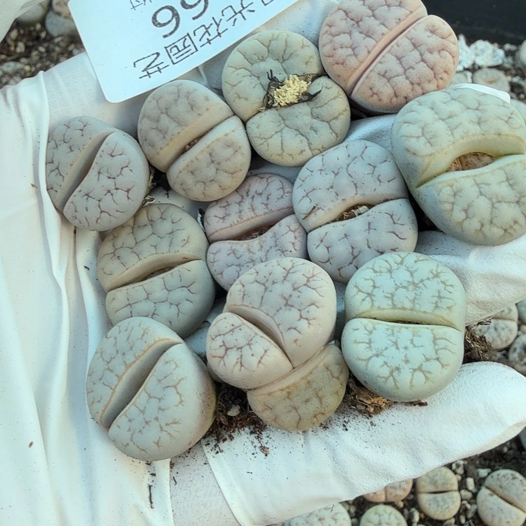 不用我送过去咯的366好