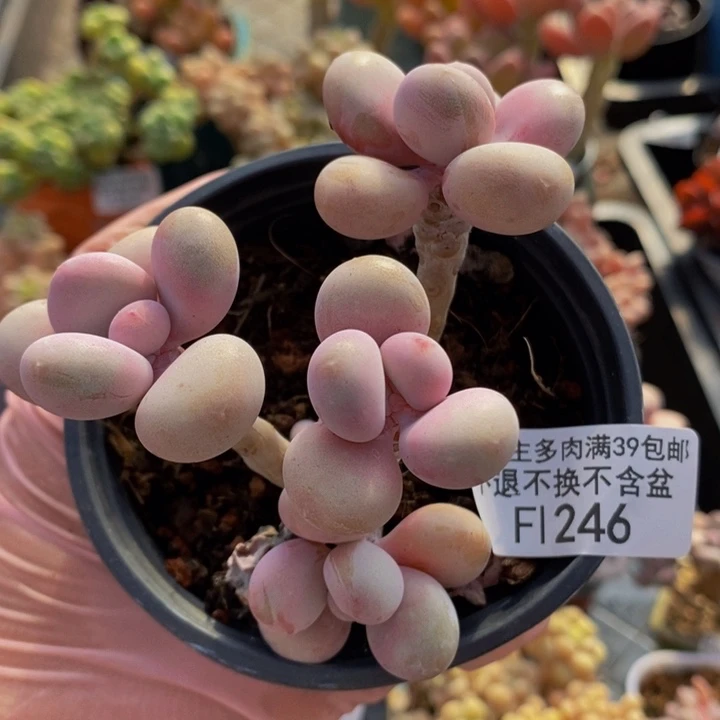 糖果桃蛋6cm246多肉植物
