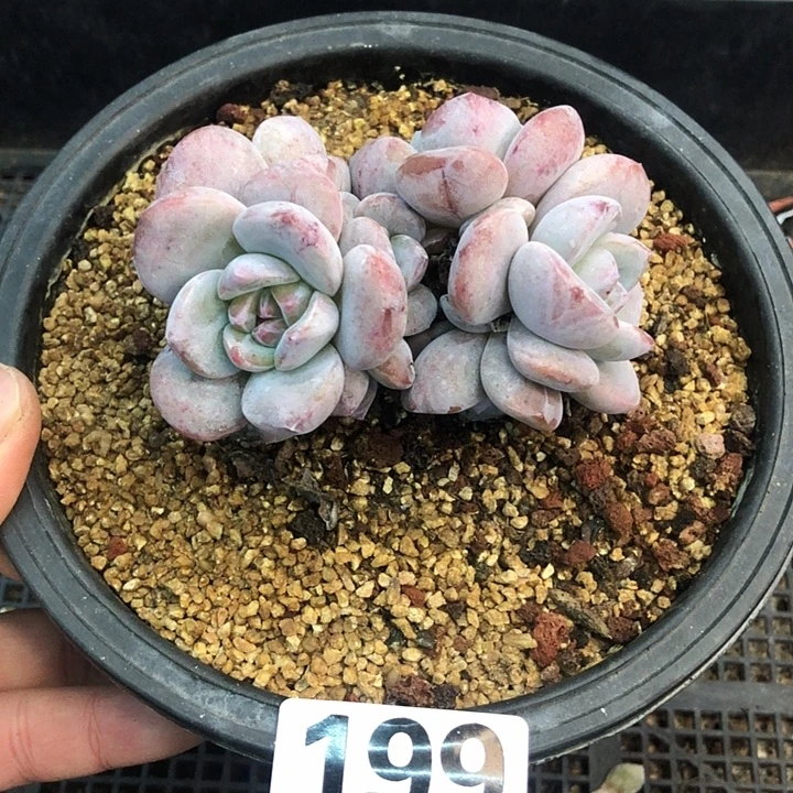 星影石榴籽福利出咯 199