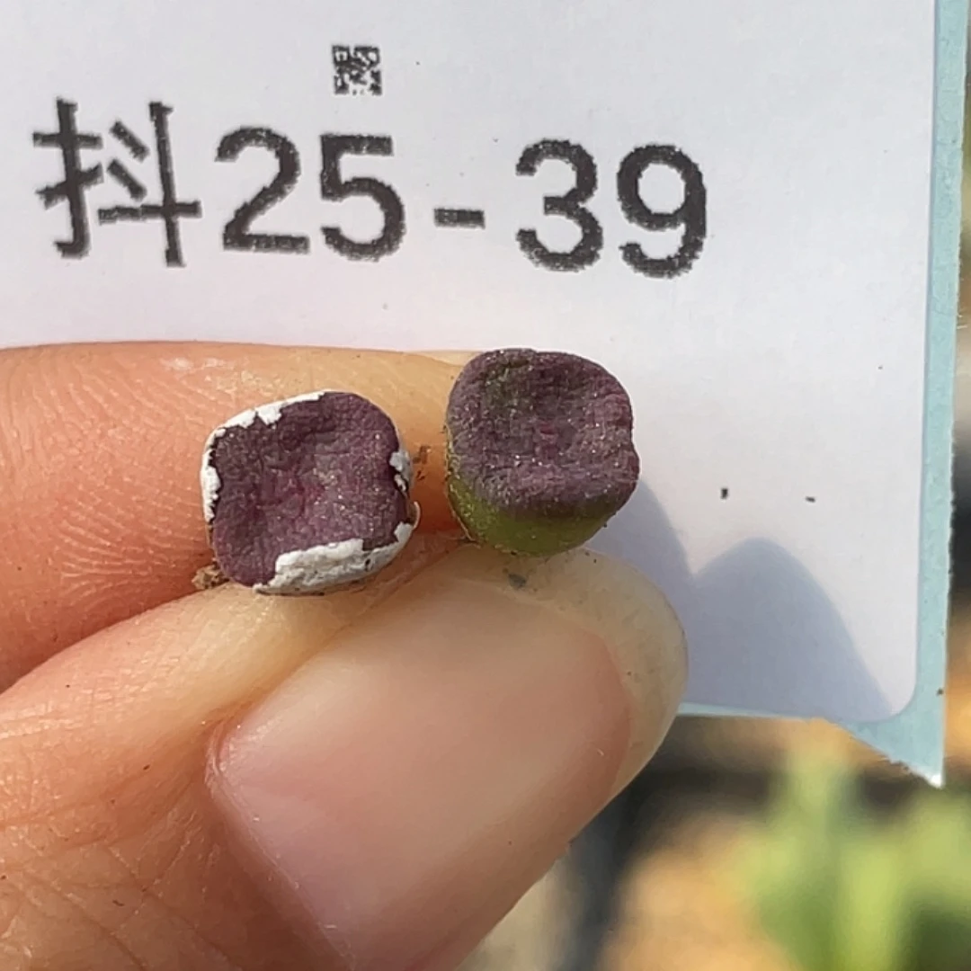 25-39方碗多肉植物