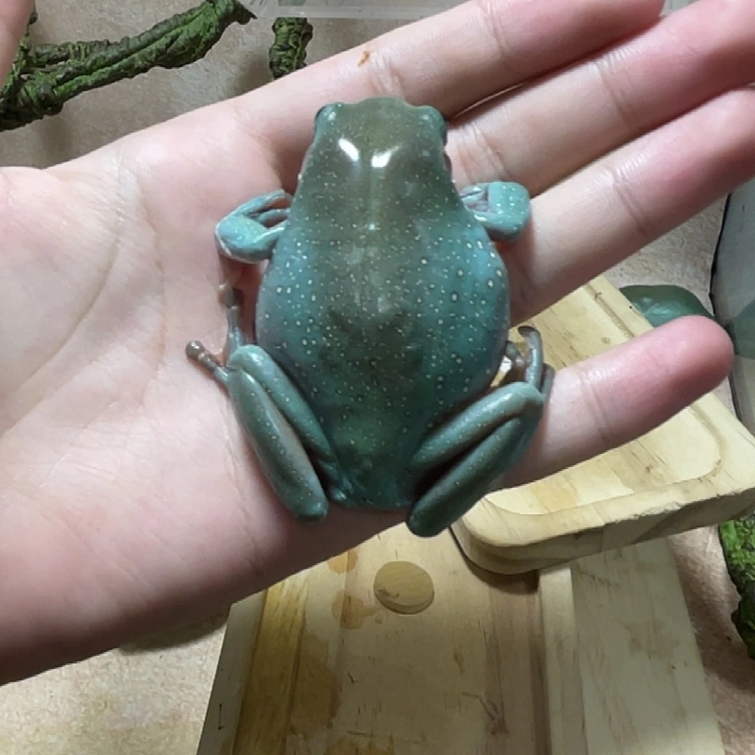 老爷树蛙7.5左右大蛙