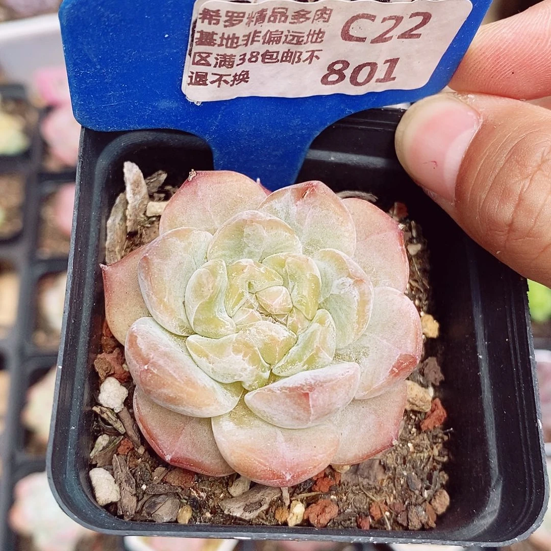 福利5.5cm多肉植物