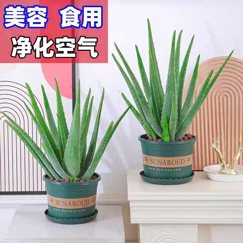 主播推荐盆栽芦荟苗 可食用芦荟美容用芦荟洗浴用芦荟网红优选