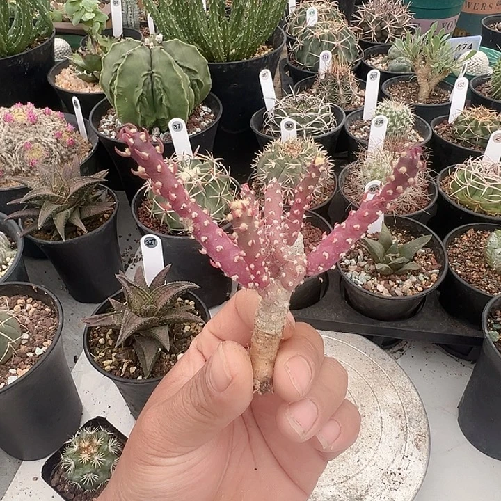 完全开放灯笼团扇脱土发