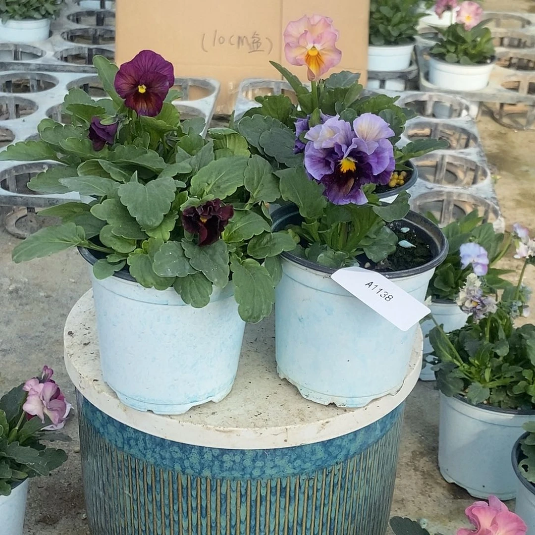 大部分花苞少量开放1138