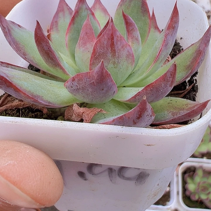 65盆惊鸿仙子19包邮