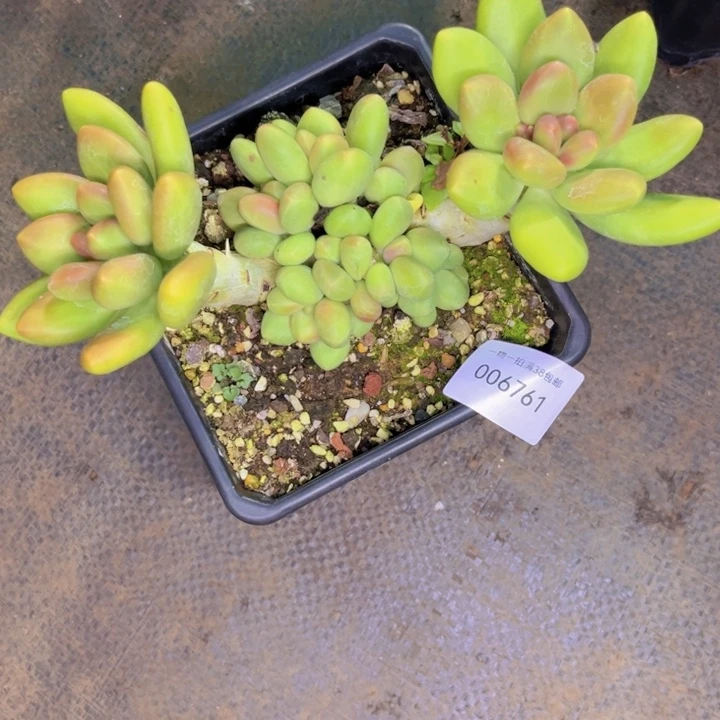 下***空多肉一物一拍6761