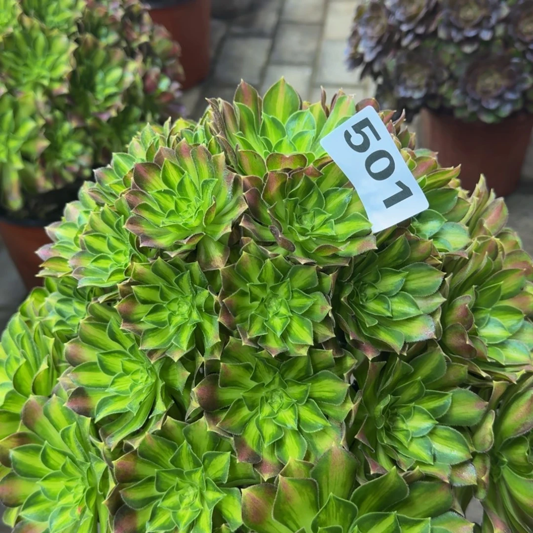 多肉植物501韶华 法师