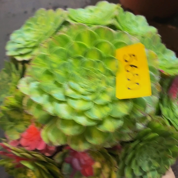 哈哈多肉葡萄福利5650