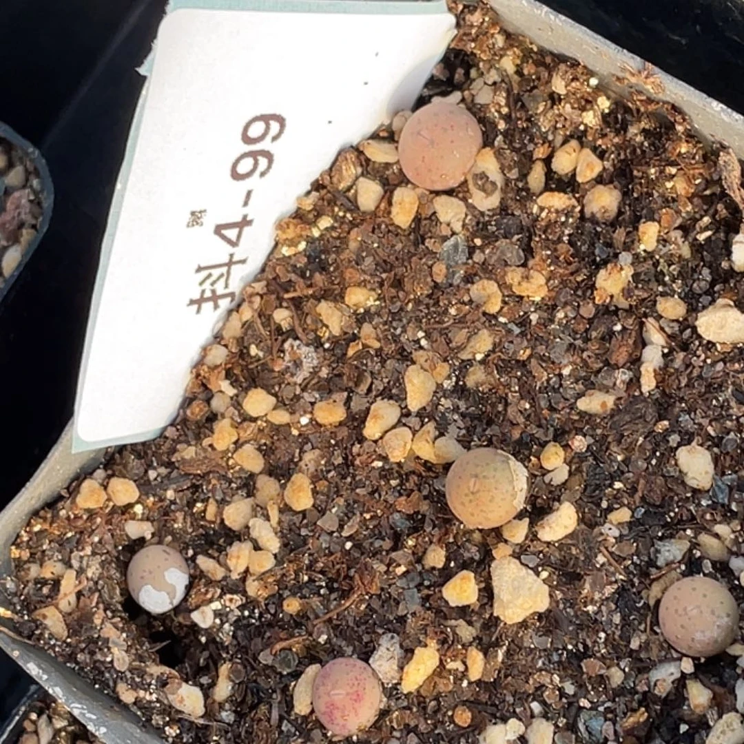 T***x4-99肉锥多肉植物