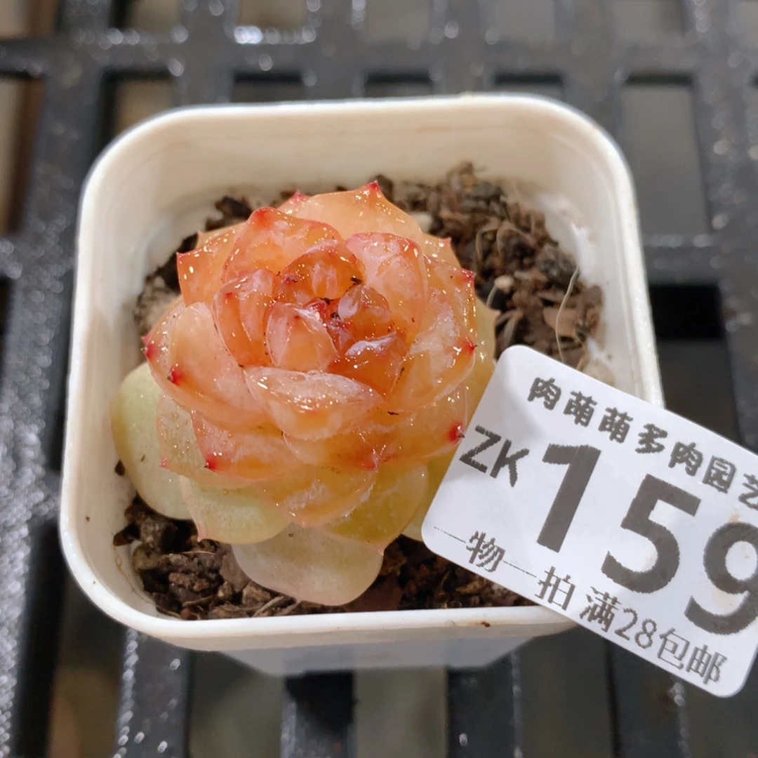 肉萌萌拇指盆精控多肉ZK159