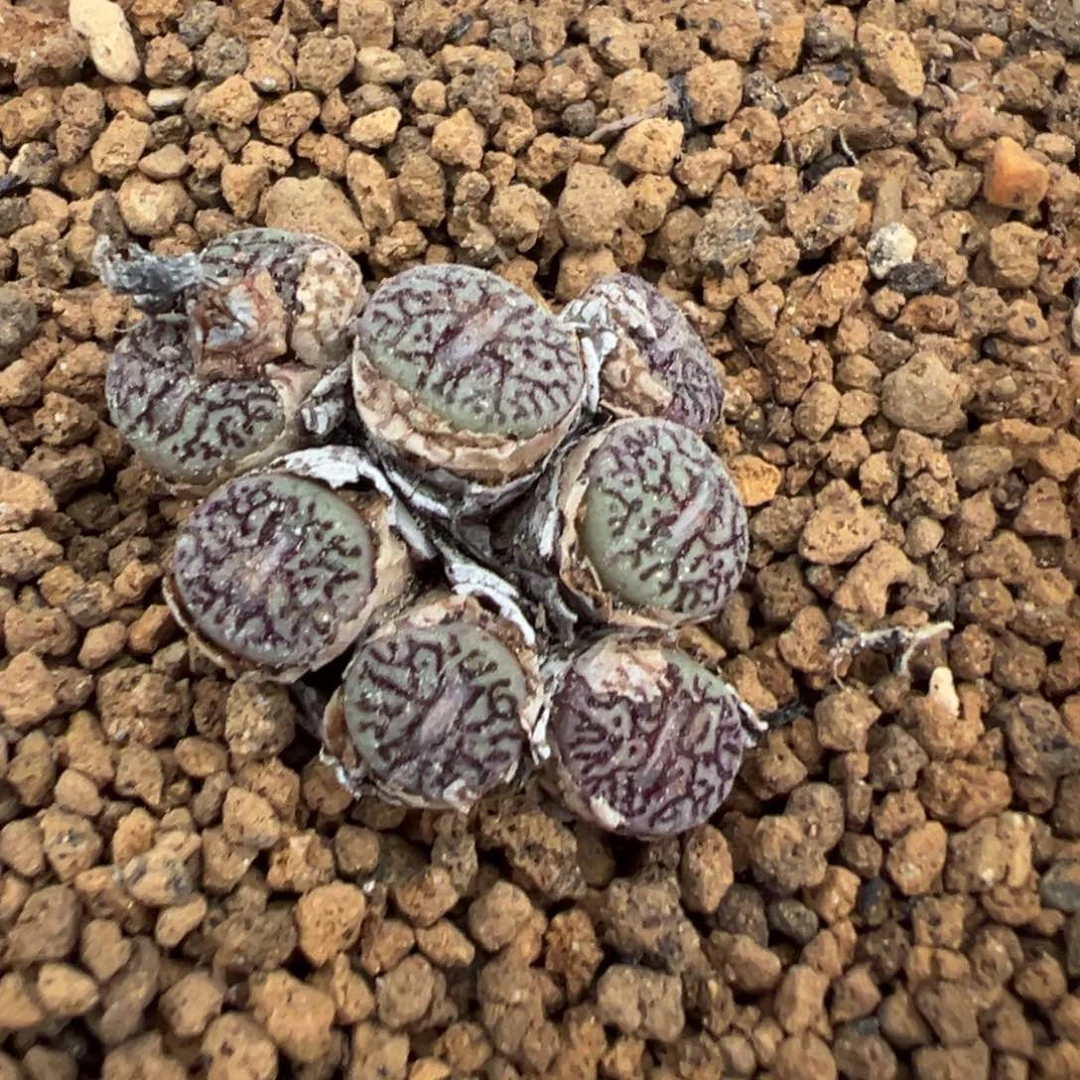 22-193肉锥多肉植物