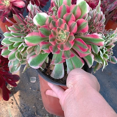 那*海女巫缀化多肉植物609