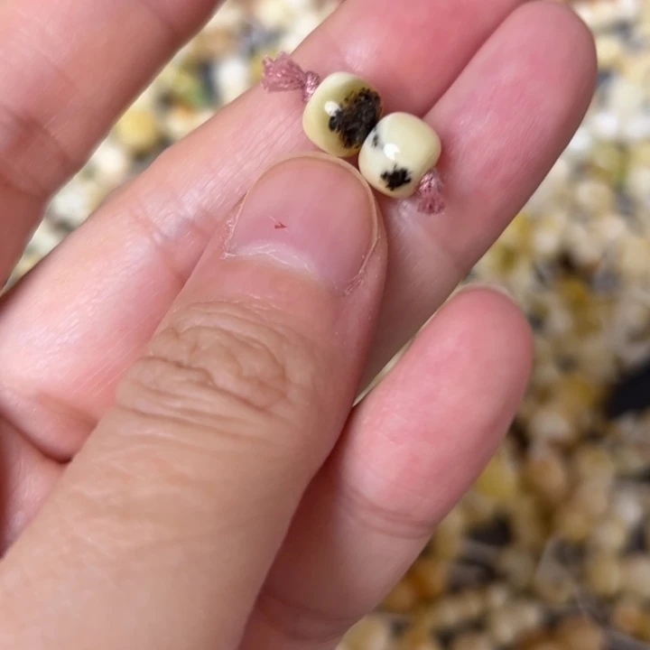 蜜蜡未镶嵌裸石7.4mm一对