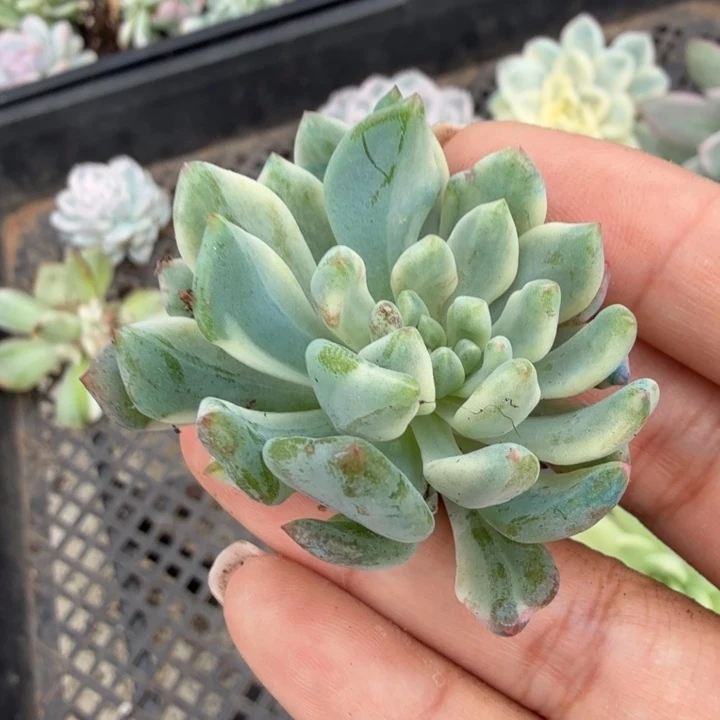 蓝苹果锦腹轮锦一刻的