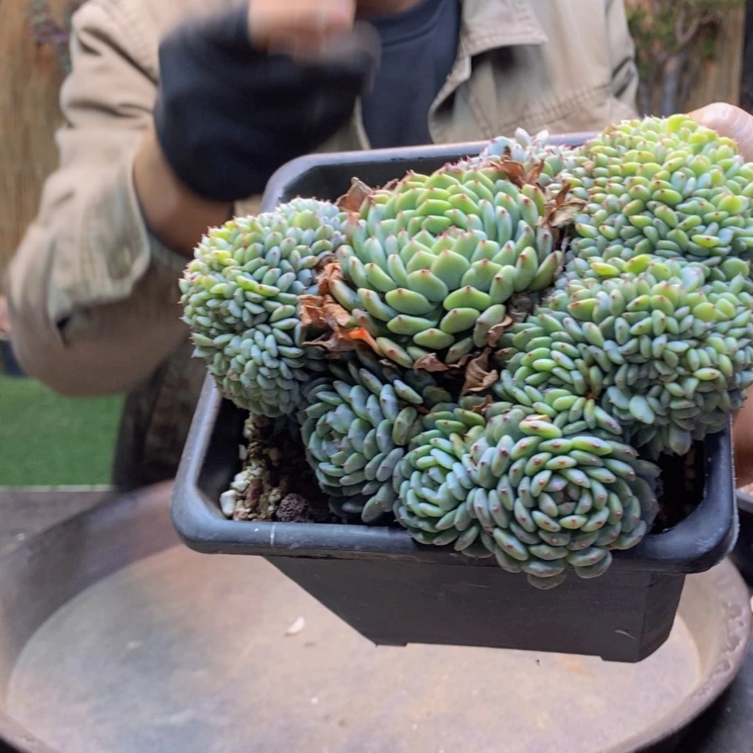 风****※A136号白胖子缀多肉