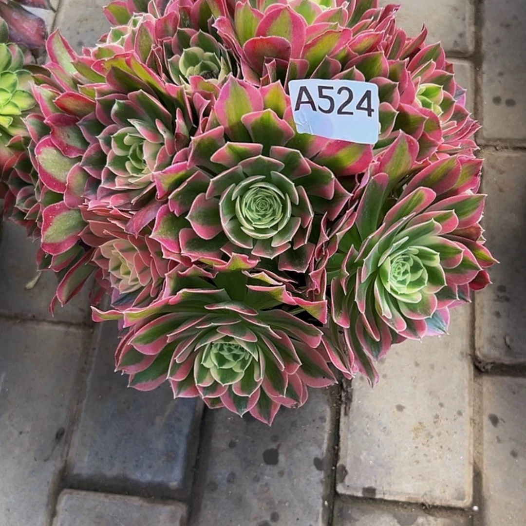 【闪购商品】多肉植物524白凤。