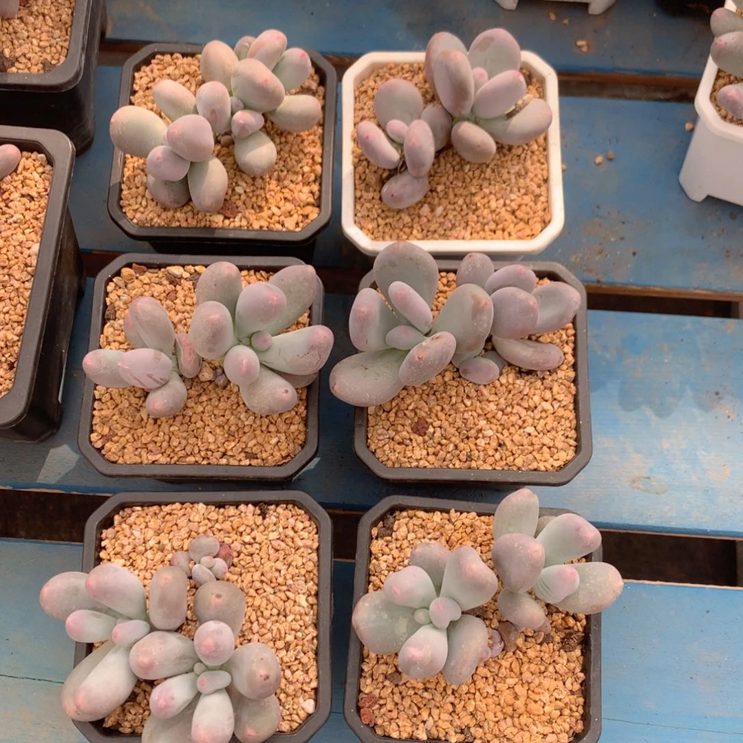 米可奶无砍女神节福利随机发一颗