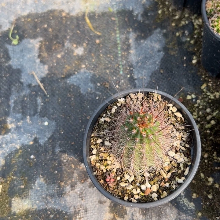 白檀仙人球k3白檀205