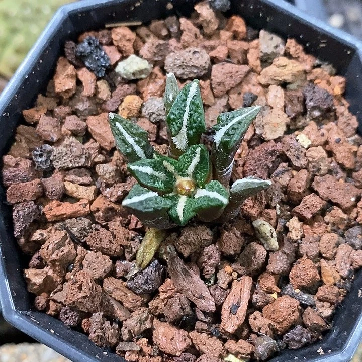 孤品实生大尤黑牡丹2.5cm仙人球新春快乐