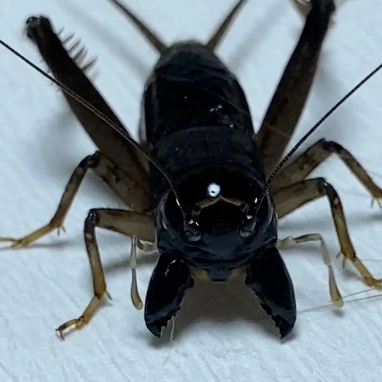 冬版白虫蟋蟀、黑金刚6.5厘到9.0厘3条随机斗性好、厉害、会斗