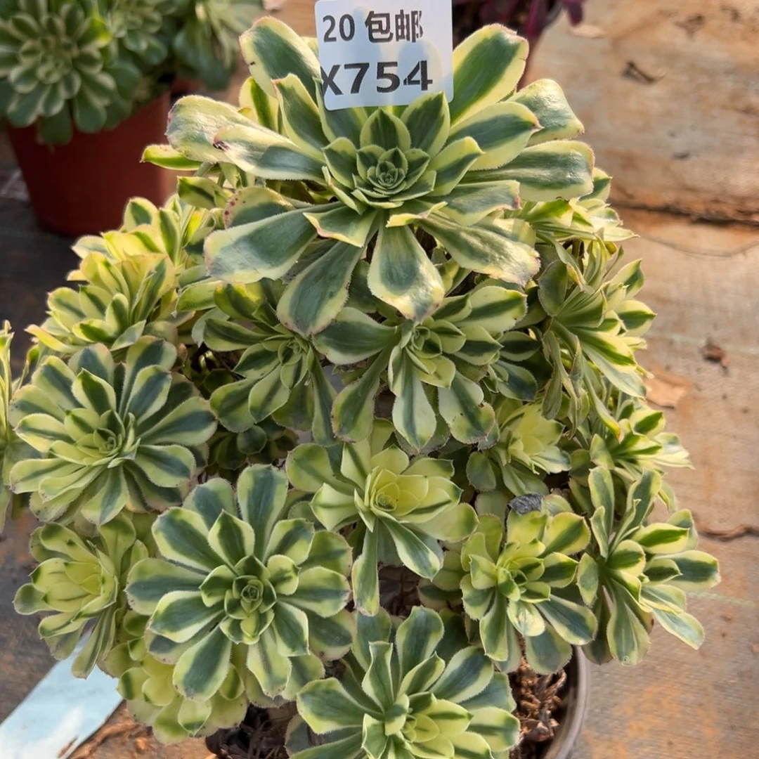 754白兰地，多肉法师