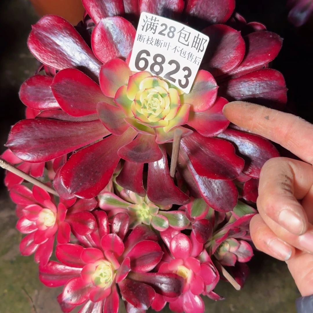 6823美杜莎多肉植物