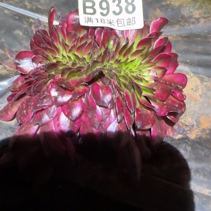 多肉法师美肌缀化