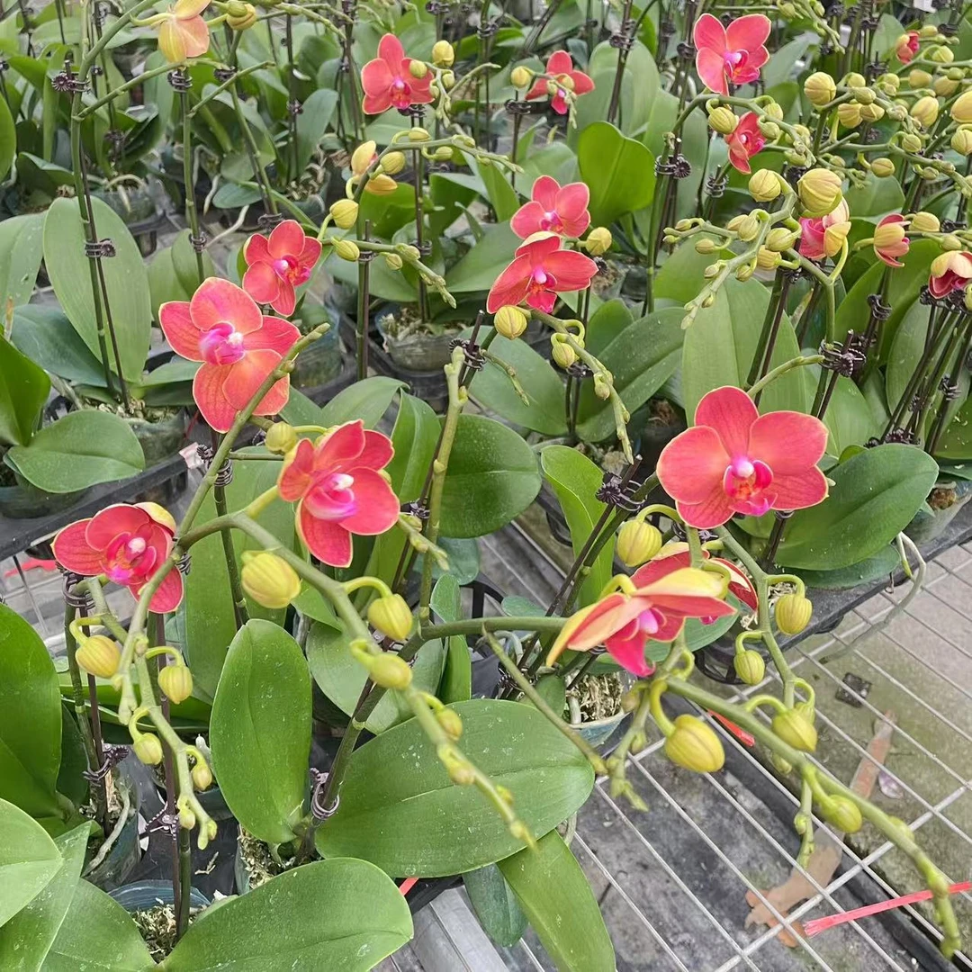 【6625  2.8寸精品蝴蝶兰】室内高端花卉开花