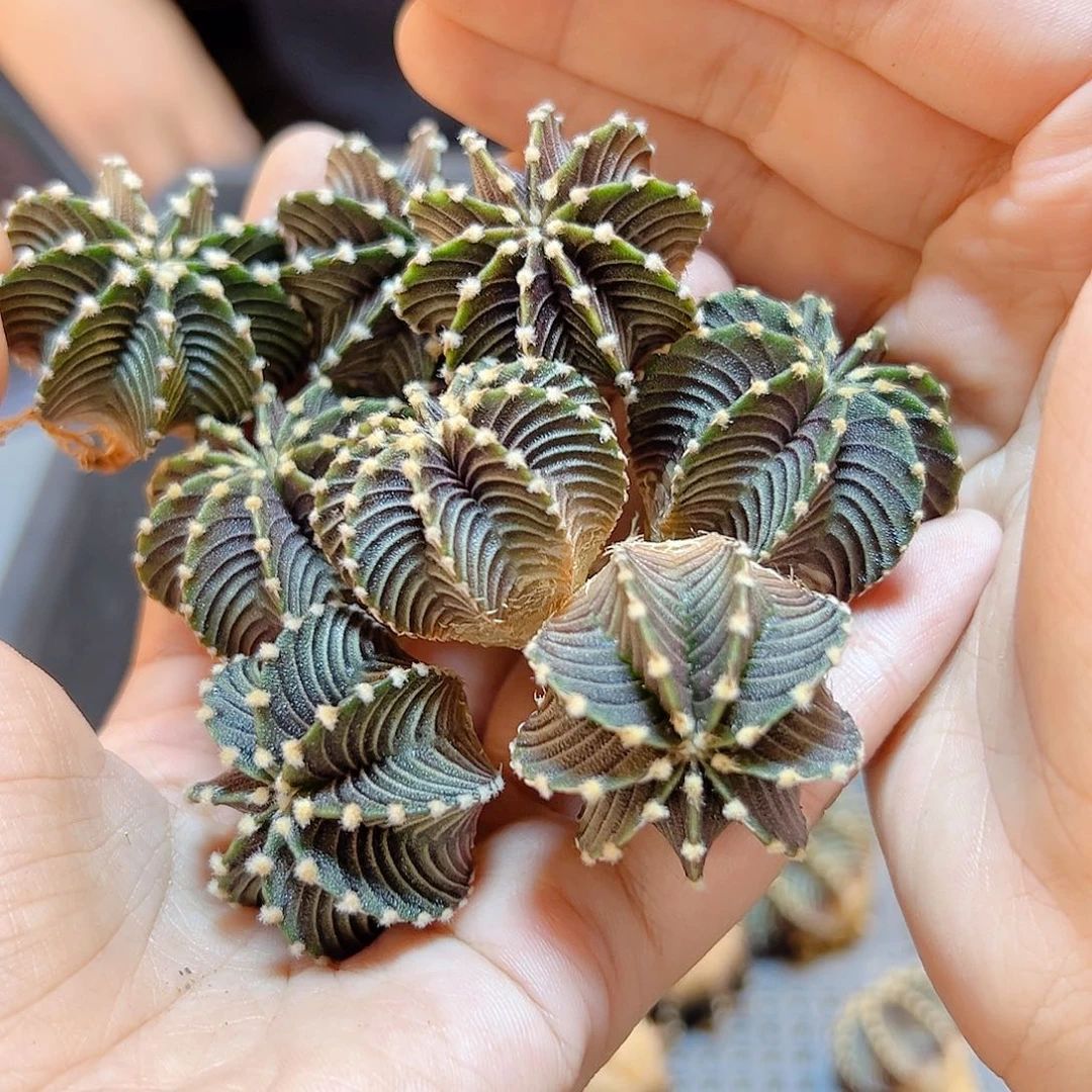 泰系实生黑牡丹3公分1颗