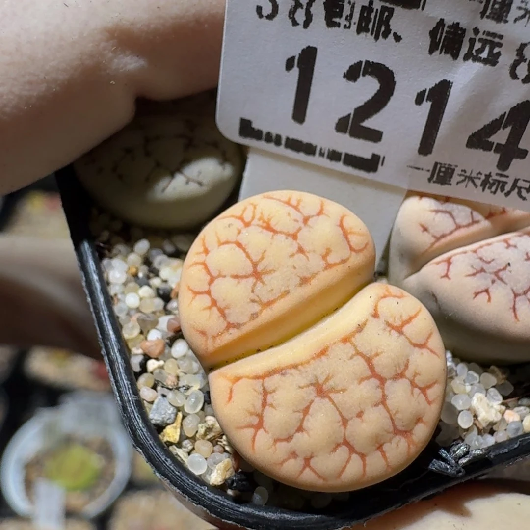 zzzz生石花肉锥1214