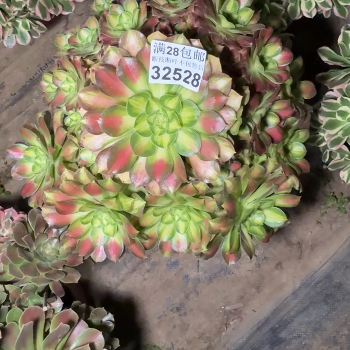 1***花32528韶华多肉植物