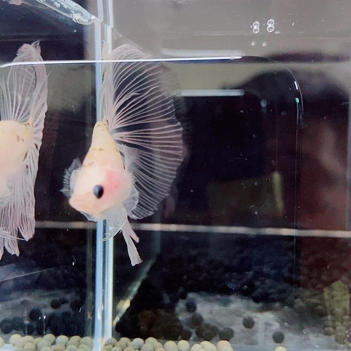 斗鱼黑224号巨斗