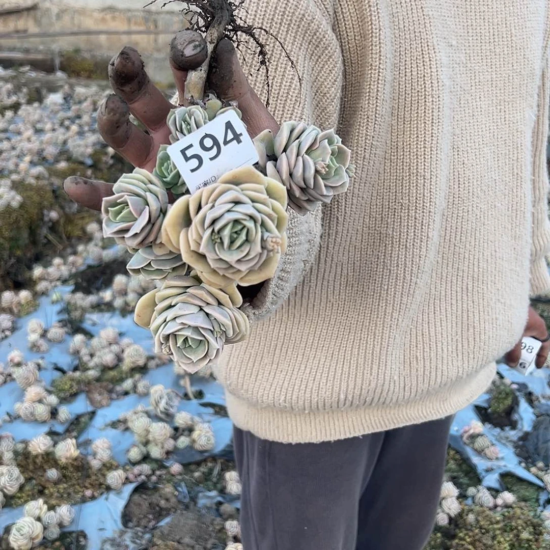 疯*594号可爱玫瑰