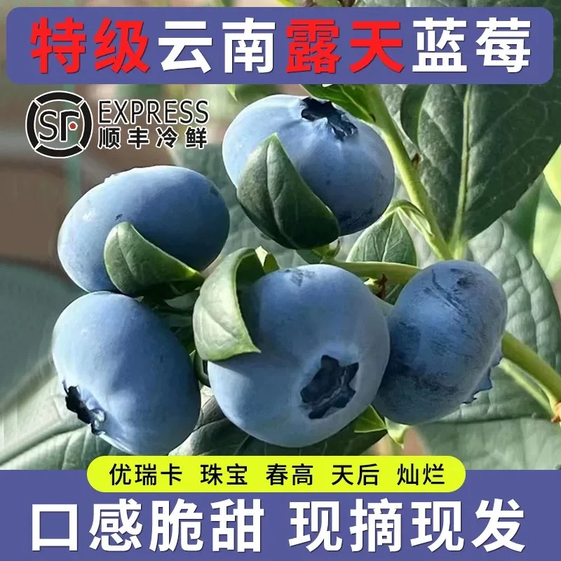 云南高原高山花香蓝莓新鲜现摘果园直发