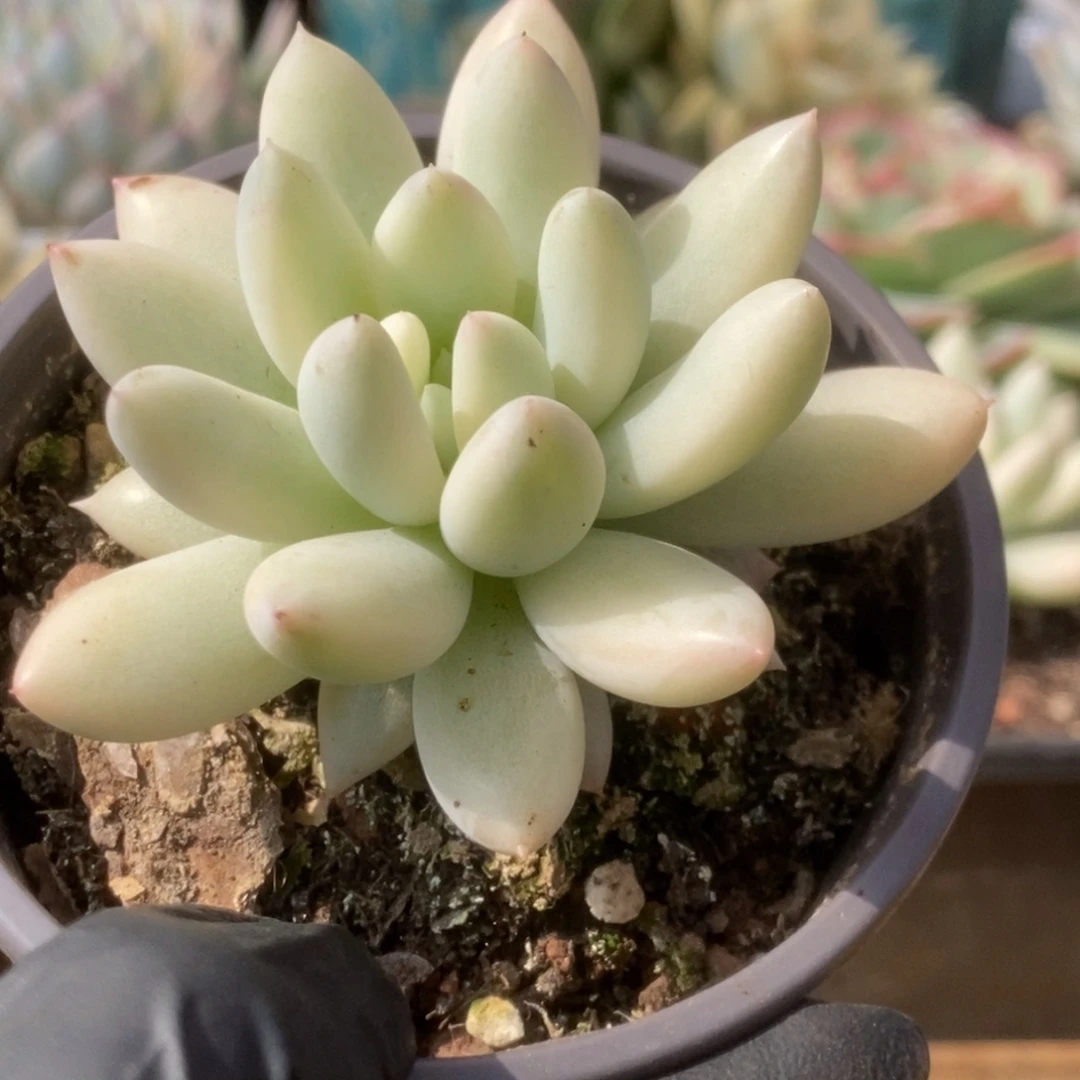 304红蜻蜓锦锦锦锦锦锦