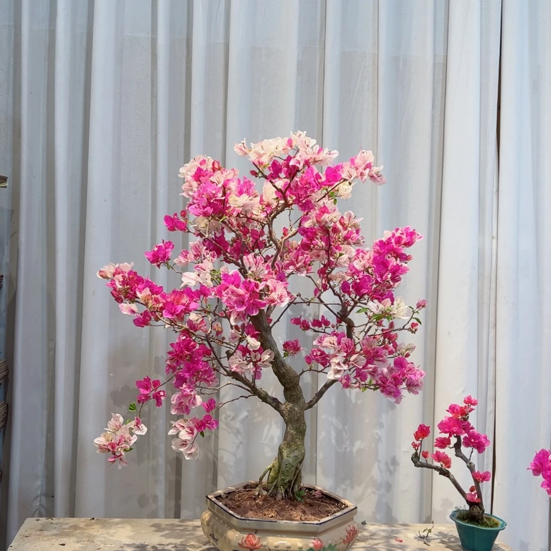 无花朵V**7三角梅三角梅三角梅