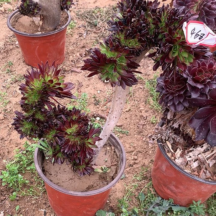 黑缀有瑕疵多肉植物468