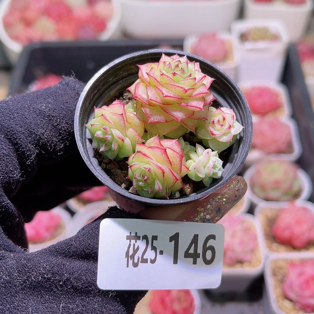 花利美25-146女王玫瑰