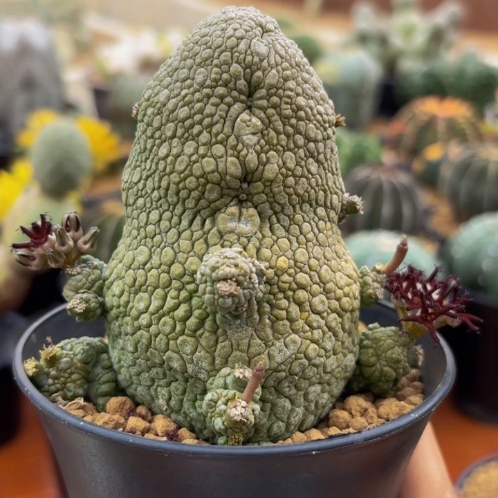 m实生哥斯拉火箭筒凝蹄玉