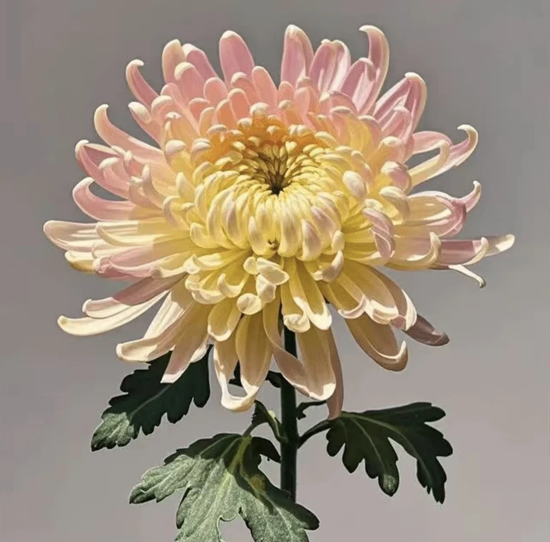 【重瓣大菊花种子】四季种植盆栽地栽阳台小院种植