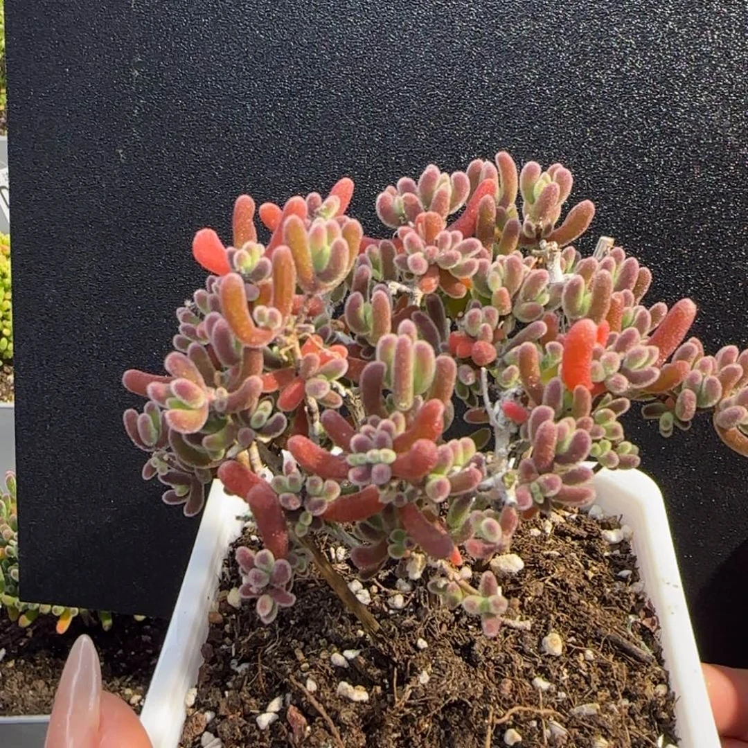 dy0793荔枝直杆紫气东来